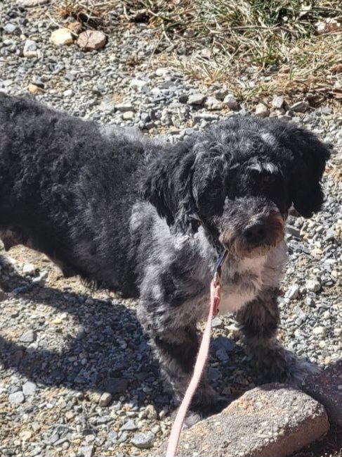 puppy, for, sale, Cava-Poo, Loren & Elaine  Nolt, dog, breeder, East Earl, PA, dog-breeder, puppy-for-sale, forsale, nearby, find, puppyfind, locator, puppylocator, aca